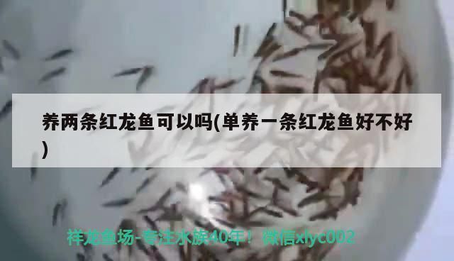 養(yǎng)兩條紅龍魚可以嗎(單養(yǎng)一條紅龍魚好不好)