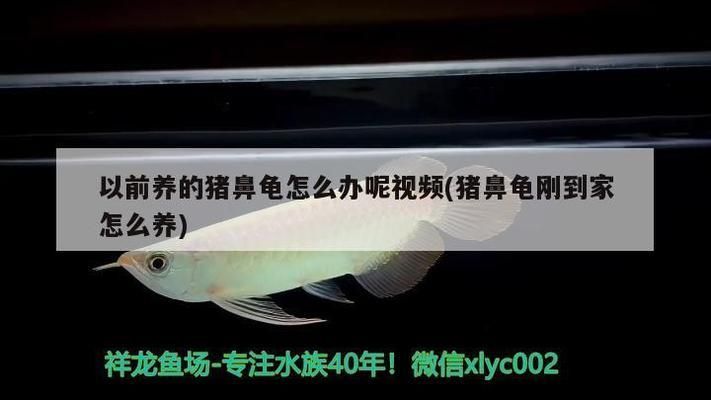 豬鼻龜好養(yǎng)嗎怎么養(yǎng)視頻教程:豬鼻龜怎么養(yǎng)飼養(yǎng)豬鼻龜?shù)?大注意事項(xiàng) 豬鼻龜百科 第3張 豬鼻龜好養(yǎng)嗎怎么養(yǎng)視頻教程:豬鼻龜怎么養(yǎng)飼養(yǎng)豬鼻龜?shù)?大注意事項(xiàng) 豬鼻龜好養(yǎng)嗎怎么養(yǎng)視頻教程:豬鼻龜怎么養(yǎng)飼養(yǎng)豬鼻龜?shù)?大注意事項(xiàng) 豬鼻龜百科 第3張