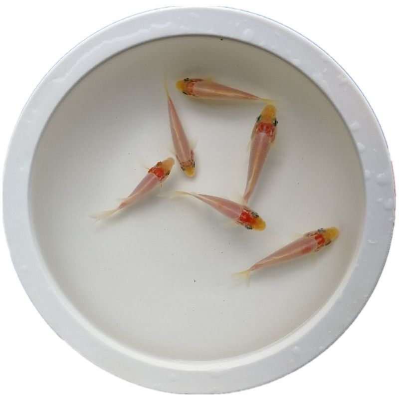 龍魚為什么要養三條？風水寓意與飼養技巧解析，龍魚養三條的風水講究與實用飼養指南
