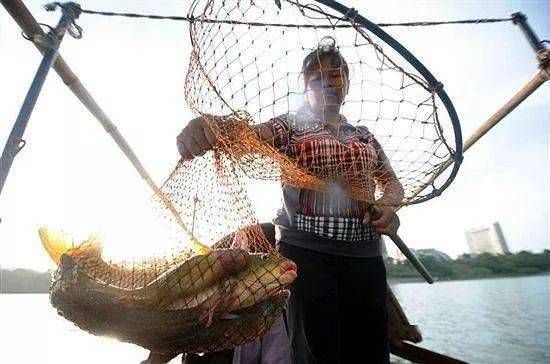 混養魚種性格對比，如何處理混養觀賞魚的性格問題 混養魚種性格對比，如何處理混養觀賞魚的性格問題 虎魚百科 第3張