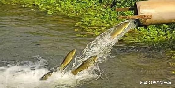 混養魚種性格對比，如何處理混養觀賞魚的性格問題 混養魚種性格對比，如何處理混養觀賞魚的性格問題 虎魚百科 第4張