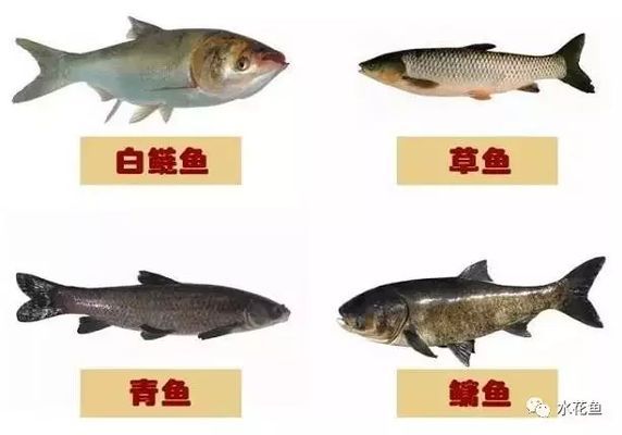 混養魚種性格對比，如何處理混養觀賞魚的性格問題 混養魚種性格對比，如何處理混養觀賞魚的性格問題 虎魚百科 第5張