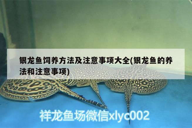銀龍魚(yú)飼養(yǎng)方法及注意事項(xiàng)大全(銀龍魚(yú)的養(yǎng)法和注意事項(xiàng)) 銀龍魚(yú)百科 第3張 銀龍魚(yú)飼養(yǎng)方法及注意事項(xiàng)大全(銀龍魚(yú)的養(yǎng)法和注意事項(xiàng)) 銀龍魚(yú)飼養(yǎng)方法及注意事項(xiàng)大全(銀龍魚(yú)的養(yǎng)法和注意事項(xiàng)) 銀龍魚(yú)百科 第3張