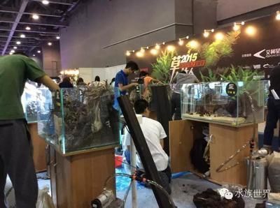 銀龍魚用什么顏色的燈好呢（ 銀龍魚適合什么樣的燈）