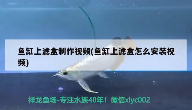 魚缸上濾盒制作視頻(魚缸上濾盒怎么安裝視頻)