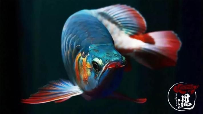 大湖魚紅龍發(fā)色怎么調(diào)色：紅龍魚發(fā)色期注意事項紅龍魚發(fā)色期注意事項