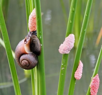 星點金龍魚魚苗價格對比：星點金龍魚苗市場價格走勢分享星點金龍魚苗市場價格走勢