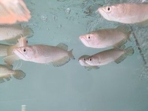 星點金龍魚魚苗價格對比：星點金龍魚苗市場價格走勢分享星點金龍魚苗市場價格走勢