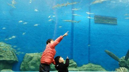水族館的名字大全有哪些（沖繩美麗海水族館及其特點：圣地亞哥海洋世界沖繩美麗海水族館）