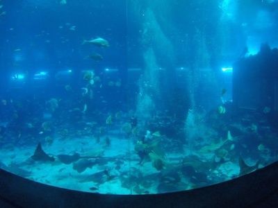 水族館的名字大全有哪些（沖繩美麗海水族館及其特點：圣地亞哥海洋世界沖繩美麗海水族館） 水族館的名字大全有哪些（沖繩美麗海水族館及其特點：圣地亞哥海洋世界沖繩美麗海水族館） 水族館百科（水族館加盟） 第4張