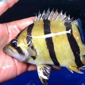 三紋虎魚飼料營養(yǎng)成分,三紋虎魚飼料品牌推薦,三紋虎魚飼料營養(yǎng)價值對比,三紋虎魚飼料喂養(yǎng)技巧 虎魚百科 第6張 三紋虎魚飼料營養(yǎng)成分,三紋虎魚飼料品牌推薦,三紋虎魚飼料營養(yǎng)價值對比,三紋虎魚飼料喂養(yǎng)技巧 三紋虎魚飼料營養(yǎng)成分,三紋虎魚飼料品牌推薦,三紋虎魚飼料營養(yǎng)價值對比,三紋虎魚飼料喂養(yǎng)技巧 虎魚百科 第6張