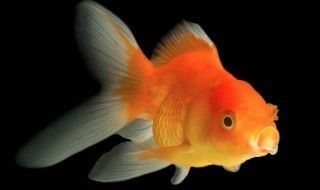 金龍魚運輸前后溫差處理：金龍魚在運輸過程中的溫差處理是一個重要的環節