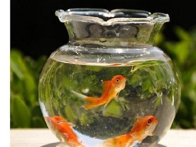 客廳擺放金魚缸的禁忌，客廳風水布局的其他建議化解魚缸風水沖突的方法