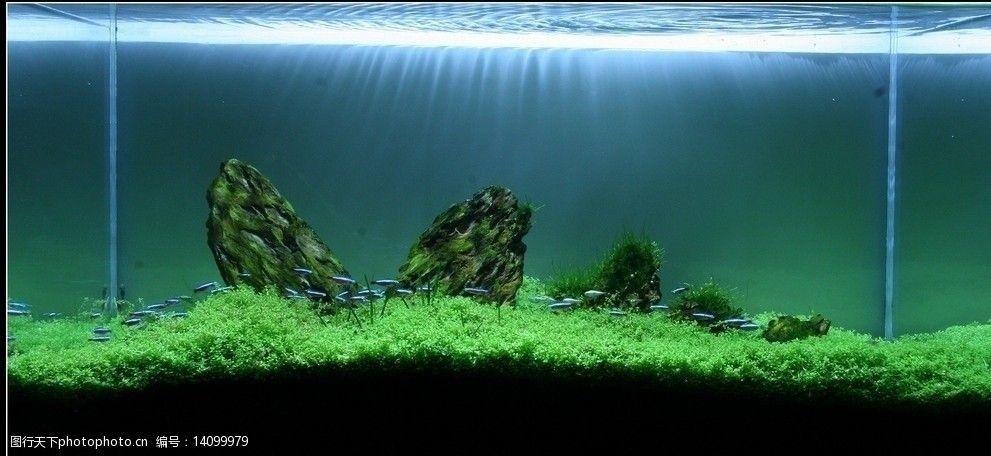 30厘米魚缸怎么造景好看：30厘米水陸缸造景技巧 30厘米魚缸怎么造景好看：30厘米水陸缸造景技巧 魚缸百科 第5張
