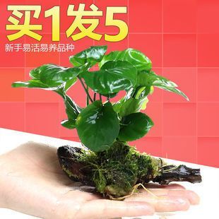 水族箱增氧植物種類推薦，水族箱增氧植物介紹