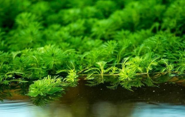 水族箱增氧植物種類推薦，水族箱增氧植物介紹