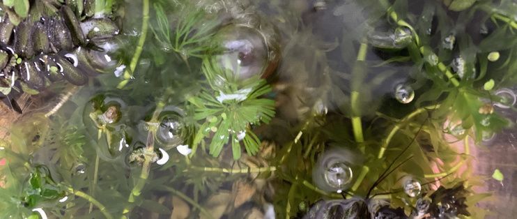 水族箱增氧植物種類推薦，水族箱增氧植物介紹