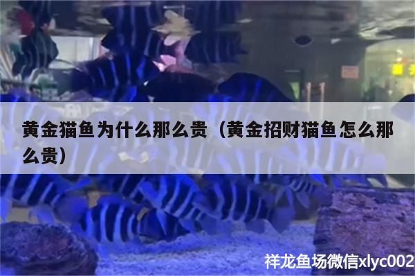 黃金貓魚為什么那么貴（黃金招財貓魚怎么那么貴）