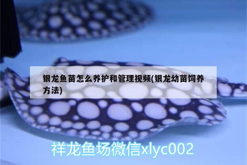 銀龍魚苗怎么養護和管理視頻(銀龍幼苗飼養方法) 銀龍魚苗怎么養護和管理視頻(銀龍幼苗飼養方法) 銀龍魚百科 第3張