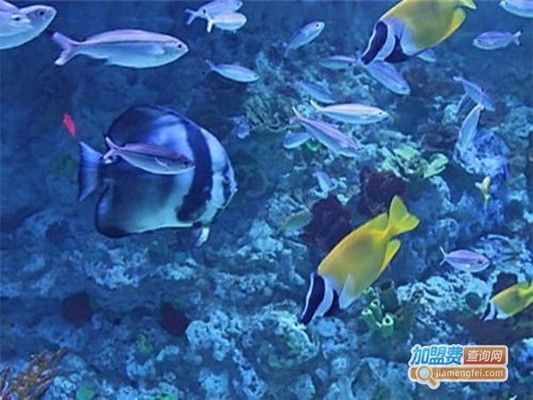 水族館利潤率(水族館如何提高門票吸引力) 水族館百科(水族館加盟) 第2張 水族館利潤率(水族館如何提高門票吸引力) 水族館利潤率(水族館如何提高門票吸引力) 水族館百科(水族館加盟) 第2張