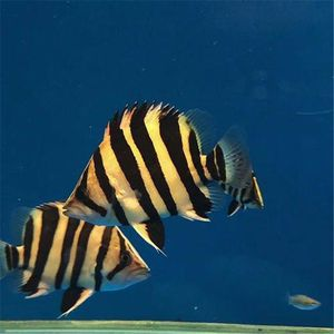 虎魚圖片：虎魚圖片的獲取方式