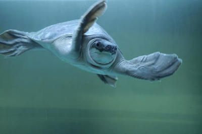 豬鼻龜 人工繁殖多久：人工繁殖豬鼻龜可以活多久)豬鼻龜能活多久 豬鼻龜 人工繁殖多久：人工繁殖豬鼻龜可以活多久)豬鼻龜能活多久 豬鼻龜百科 第3張