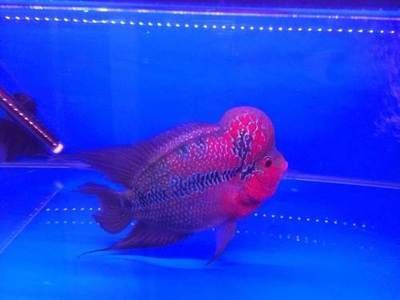 詳細(xì)閱讀:觀賞魚轉(zhuǎn)讓(尋找觀賞魚轉(zhuǎn)讓信息時(shí)可以從多個(gè)角度來進(jìn)行篩選和比較) 觀賞魚轉(zhuǎn)讓(尋找觀賞魚轉(zhuǎn)讓信息時(shí)可以從多個(gè)角度來進(jìn)行篩選和比較)