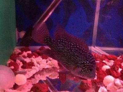 觀賞魚轉讓（尋找觀賞魚轉讓信息時可以從多個角度來進行篩選和比較） 觀賞魚轉讓（尋找觀賞魚轉讓信息時可以從多個角度來進行篩選和比較） 元寶鳳凰魚百科 第5張