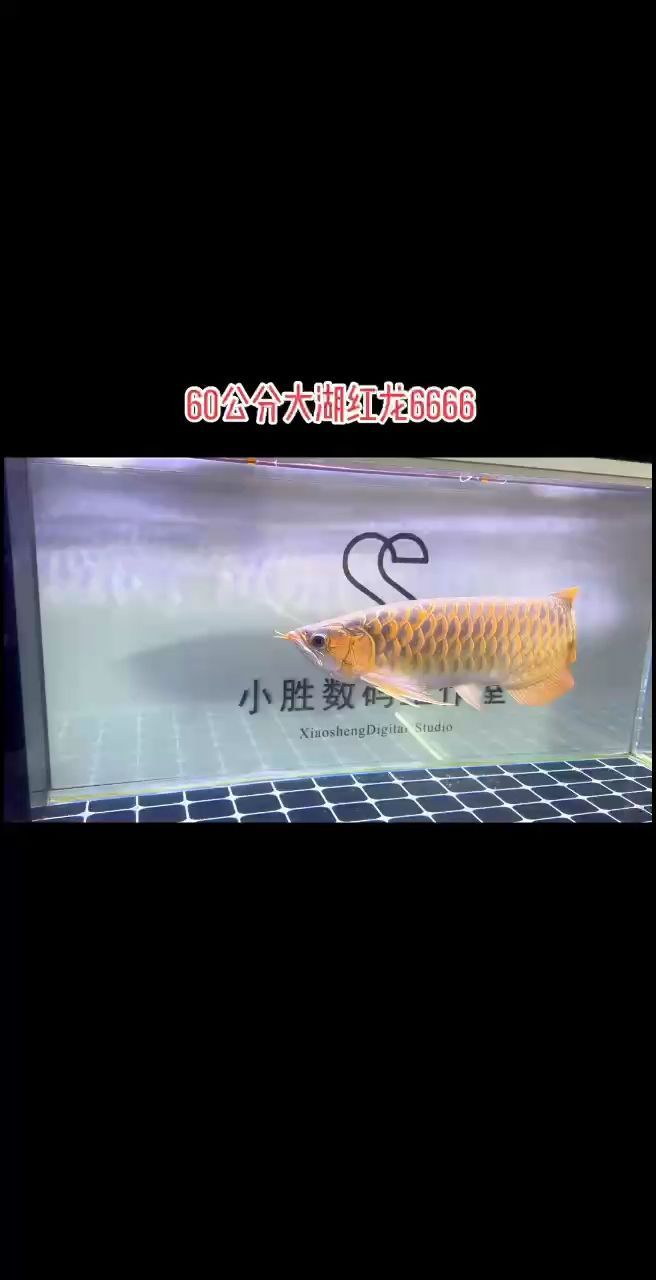 紅龍：大湖紅龍胸鰭是最大的看點