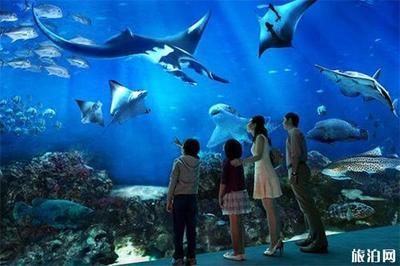 水族館是干嘛的（水族館不僅是一個讓人們欣賞水生生物美麗的地方，也讓人們欣賞）