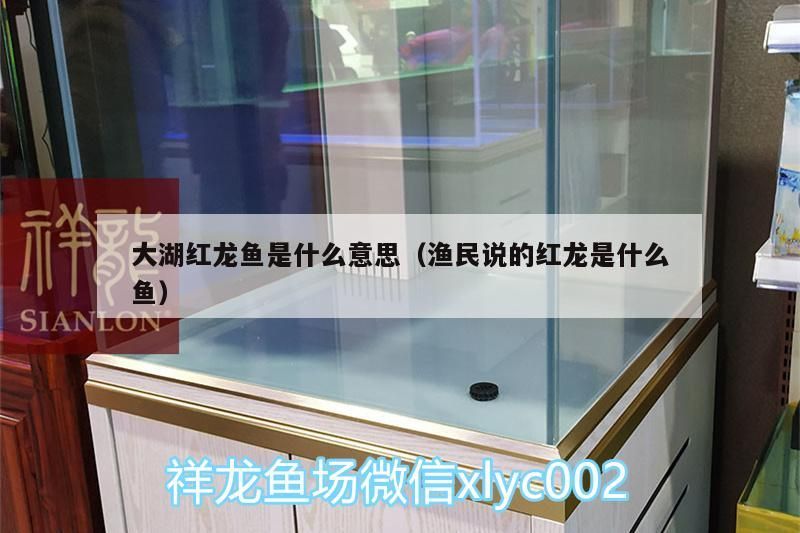大湖紅龍魚是什么意思（漁民說的紅龍是什么魚）