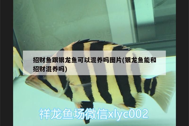 招財魚跟銀龍魚可以混養(yǎng)嗎圖片(銀龍魚能和招財混養(yǎng)嗎) 招財魚跟銀龍魚可以混養(yǎng)嗎圖片(銀龍魚能和招財混養(yǎng)嗎) 銀龍魚百科 第3張