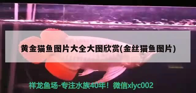 黃金貓魚圖片大全大圖欣賞(金絲貓魚圖片)