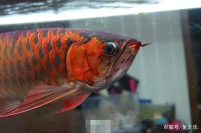 紅龍魚幾年能長大：關于紅龍魚成長周期的詳細信息