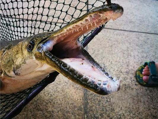 紅龍魚有什么用：紅龍魚飼料品牌性價(jià)比對(duì)比