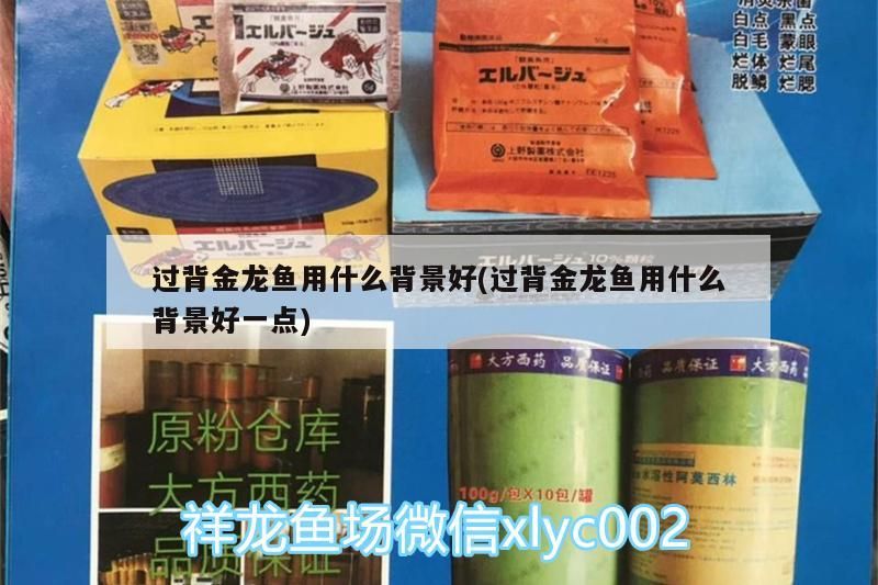 過背金龍魚用什么背景好(過背金龍魚用什么背景好一點) 過背金龍魚用什么背景好(過背金龍魚用什么背景好一點) 金龍魚百科 第3張