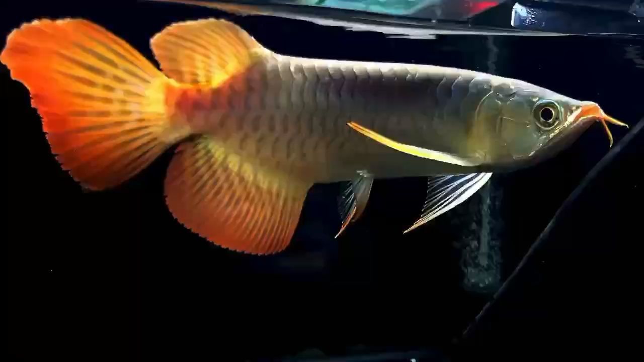 【賽級大湖紅龍25-26CM】自然鐮刀大大大芭蕉尾，硬骨骼 這樣的鰭尾真霸氣