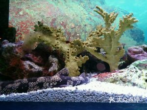 水族館店鋪介紹文案(上海海洋水族館) 水族館百科(水族館加盟) 第2張 水族館店鋪介紹文案(上海海洋水族館) 水族館店鋪介紹文案(上海海洋水族館) 水族館百科(水族館加盟) 第2張