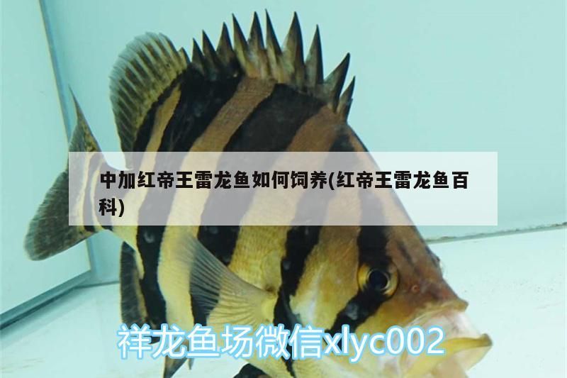 中加紅帝王雷龍魚如何飼養(紅帝王雷龍魚百科)