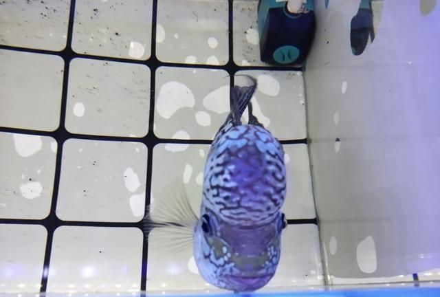 虎魚健康狀態快速檢測，如何快速檢測虎魚健康狀態 虎魚健康狀態快速檢測，如何快速檢測虎魚健康狀態 虎魚百科 第2張