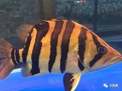 虎魚健康狀態快速檢測，如何快速檢測虎魚健康狀態 虎魚健康狀態快速檢測，如何快速檢測虎魚健康狀態 虎魚百科 第4張