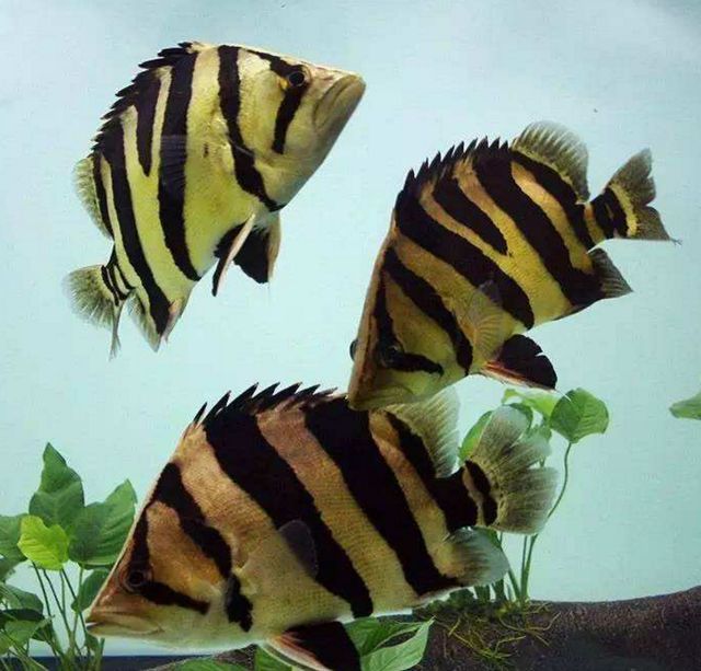 虎魚健康狀態快速檢測，如何快速檢測虎魚健康狀態 虎魚健康狀態快速檢測，如何快速檢測虎魚健康狀態 虎魚百科 第6張
