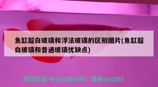 魚缸超白玻璃和浮法玻璃的區(qū)別圖片(魚缸超白玻璃和普通玻璃優(yōu)缺點)