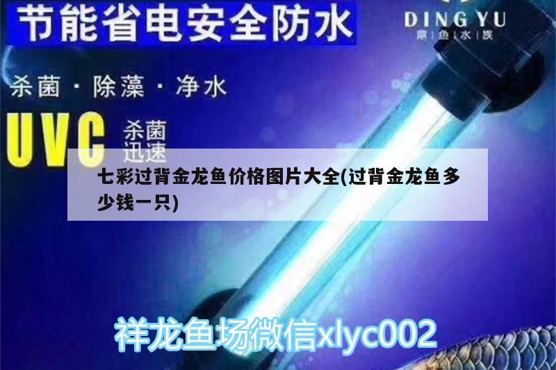七彩過背金龍魚價格圖片大全(過背金龍魚多少錢一只)