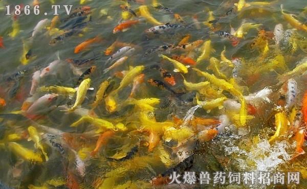 紅龍魚和元寶鳳凰混養(yǎng)好嗎圖片欣賞（關(guān)于紅龍魚和元寶鳳凰混養(yǎng)的問題）