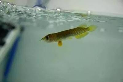 龍魚配魚的最佳選擇，打造和諧共生的水族箱環(huán)境，龍魚最佳混養(yǎng)伙伴，打造和諧共生的水族箱環(huán)境