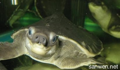 豬鼻龜繁殖技術有哪些種類：豬鼻龜的生物學及養殖技術