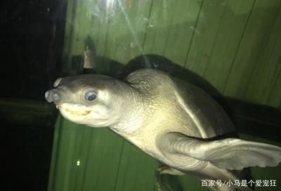 豬鼻龜繁殖技術有哪些種類：豬鼻龜的生物學及養殖技術