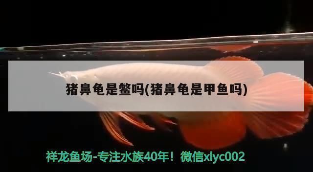 豬鼻龜是鱉類還是龜類：豬鼻龜是兩爪鱉科兩爪鱉屬于兩爪鱉科