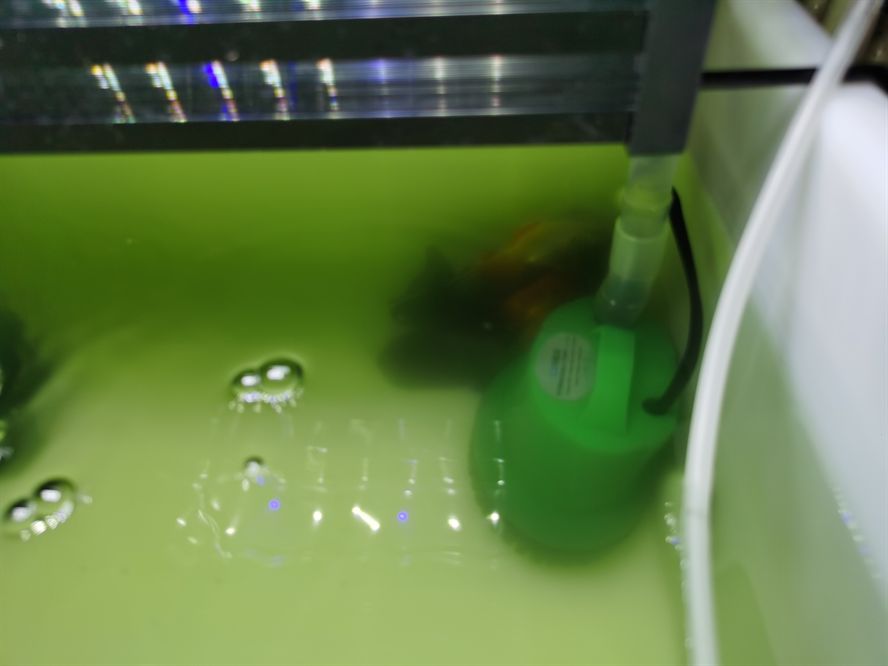 求助水隱約有一股洗衣皂的味道 虎魚(yú)百科 第1張 求助水隱約有一股洗衣皂的味道 求助水隱約有一股洗衣皂的味道 虎魚(yú)百科 第1張